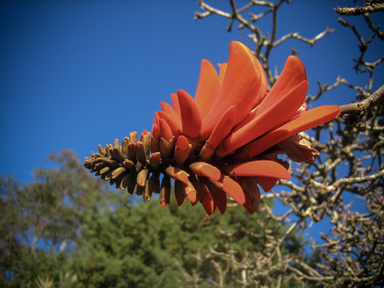 APII jpeg image of Erythrina x sykesii  © contact APII