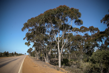 APII jpeg image of Eucalyptus cladocalyx  © contact APII