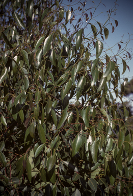 APII jpeg image of Eucalyptus cladocalyx  © contact APII