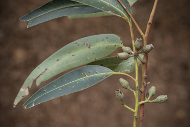 APII jpeg image of Eucalyptus cladocalyx  © contact APII