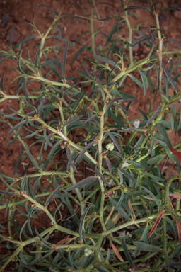 APII jpeg image of Euphorbia boophthona  © contact APII