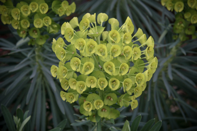 APII jpeg image of Euphorbia characias subsp. wulfenii  © contact APII