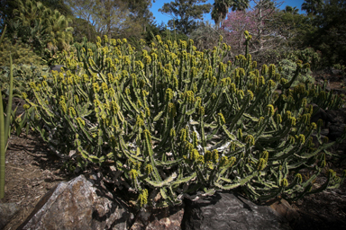 APII jpeg image of Euphorbia cooperi  © contact APII