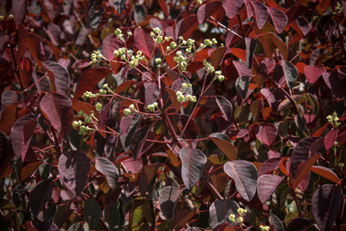 APII jpeg image of Euphorbia cotinifolia  © contact APII