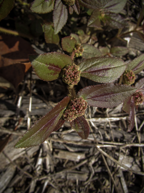 APII jpeg image of Euphorbia hirta  © contact APII