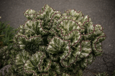 APII jpeg image of Euphorbia lactea  © contact APII
