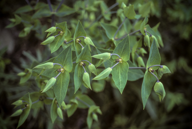 APII jpeg image of Euphorbia lathyrus  © contact APII