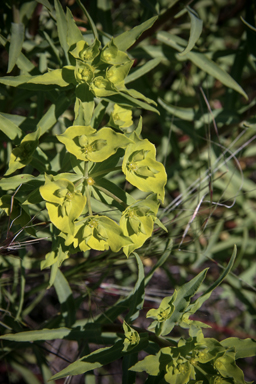 APII jpeg image of Euphorbia paralias  © contact APII