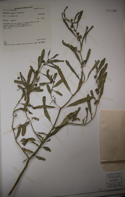 APII jpeg image of Euphorbia stevenii  © contact APII