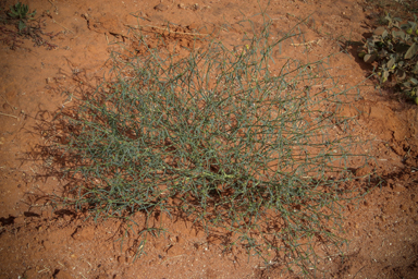 APII jpeg image of Euphorbia tannensis subsp. eremophila  © contact APII