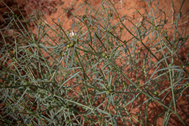 APII jpeg image of Euphorbia tannensis subsp. eremophila  © contact APII