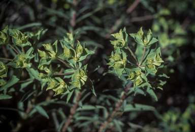 APII jpeg image of Euphorbia terracina  © contact APII