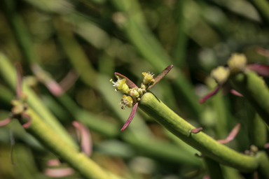 APII jpeg image of Euphorbia tirucalli  © contact APII
