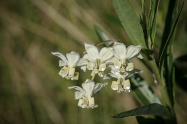 APII jpeg image of Gomphocarpus physocarpus  © contact APII