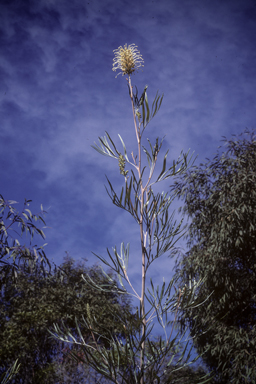 APII jpeg image of Grevillea banksii  © contact APII