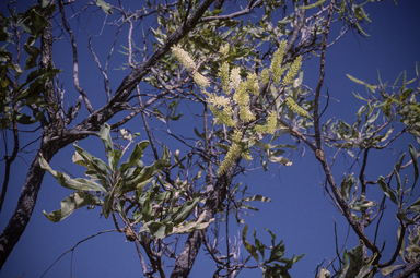 APII jpeg image of Grevillea dimidiata  © contact APII