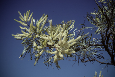 APII jpeg image of Grevillea pyramidalis  © contact APII