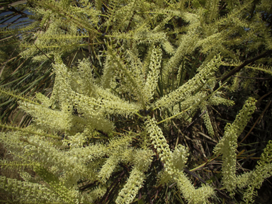 APII jpeg image of Grevillea pyramidalis  © contact APII