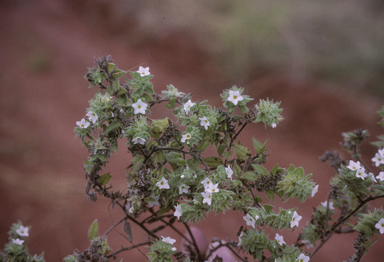 APII jpeg image of Euploca foliata  © contact APII