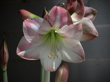 APII jpeg image of Hippeastrum  © contact APII