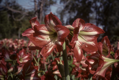 APII jpeg image of Hippeastrum  © contact APII