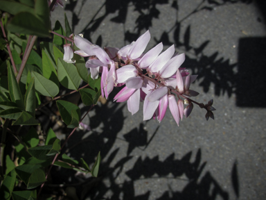 APII jpeg image of Indigofera decora  © contact APII