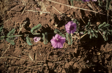 APII jpeg image of Ipomoea muelleri  © contact APII