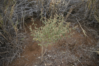 APII jpeg image of Isotropis atropurpurea  © contact APII