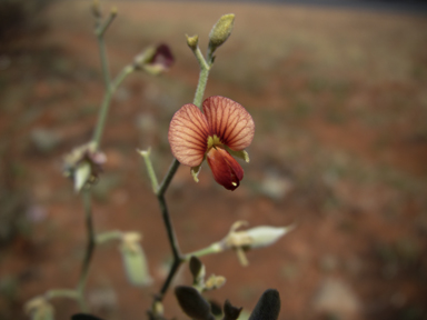 APII jpeg image of Isotropis atropurpurea  © contact APII