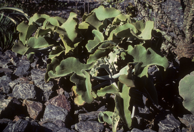 APII jpeg image of Kalanchoe beharensis  © contact APII