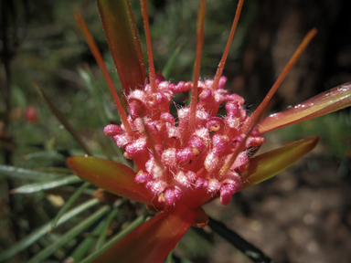 APII jpeg image of Lambertia formosa  © contact APII