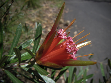 APII jpeg image of Lambertia formosa  © contact APII