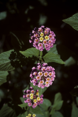 APII jpeg image of Lantana camara  © contact APII