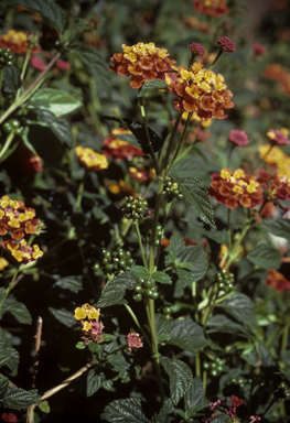 APII jpeg image of Lantana camara  © contact APII