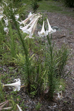 APII jpeg image of Lilium formosanum  © contact APII