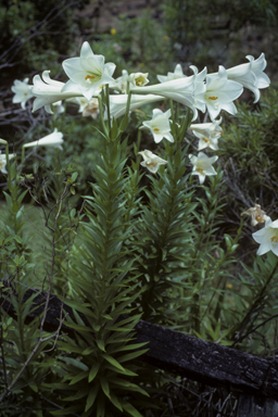 APII jpeg image of Lilium longiflorum  © contact APII