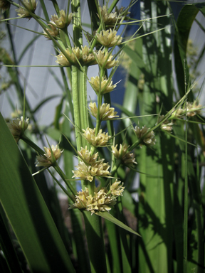 APII jpeg image of Lomandra longifolia  © contact APII