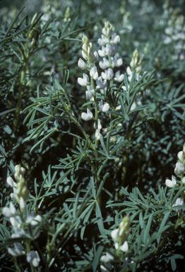 APII jpeg image of Lupinus albus  © contact APII