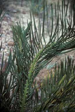 APII jpeg image of Macrozamia heteromera  © contact APII