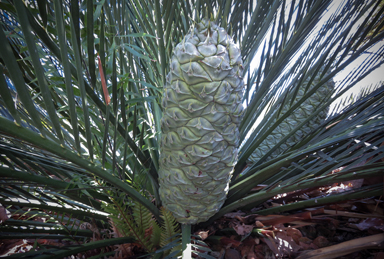 APII jpeg image of Macrozamia moorei  © contact APII