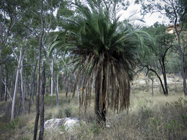 APII jpeg image of Macrozamia moorei  © contact APII