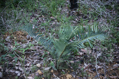 APII jpeg image of Macrozamia riedlei  © contact APII