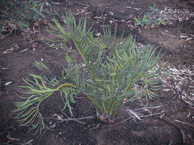 APII jpeg image of Macrozamia secunda  © contact APII