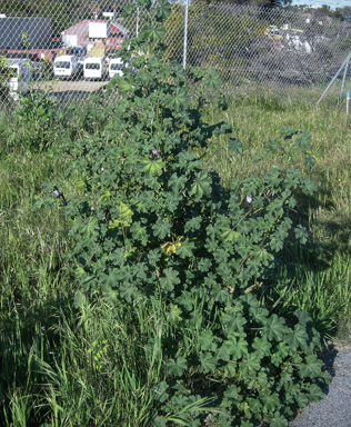 APII jpeg image of Malva psuedolavatera  © contact APII