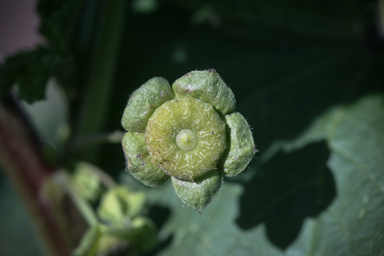 APII jpeg image of Malva parviflora  © contact APII