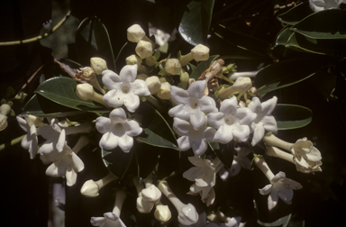 APII jpeg image of Stephanotis floribunda  © contact APII