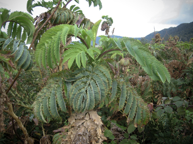 APII jpeg image of Melianthus major  © contact APII