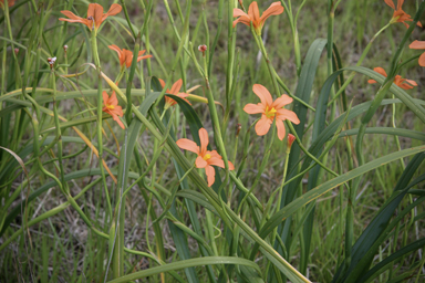 APII jpeg image of Moraea flaccida  © contact APII