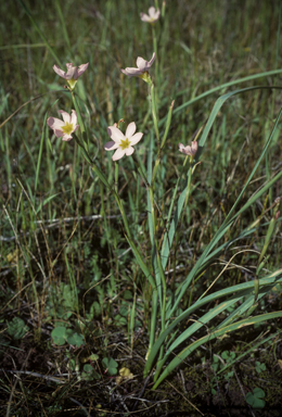 APII jpeg image of Moraea miniata  © contact APII