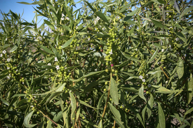 APII jpeg image of Myoporum montanum  © contact APII